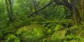 Lush rainforest along Shiratani Unsuikyo trail on Yakushima